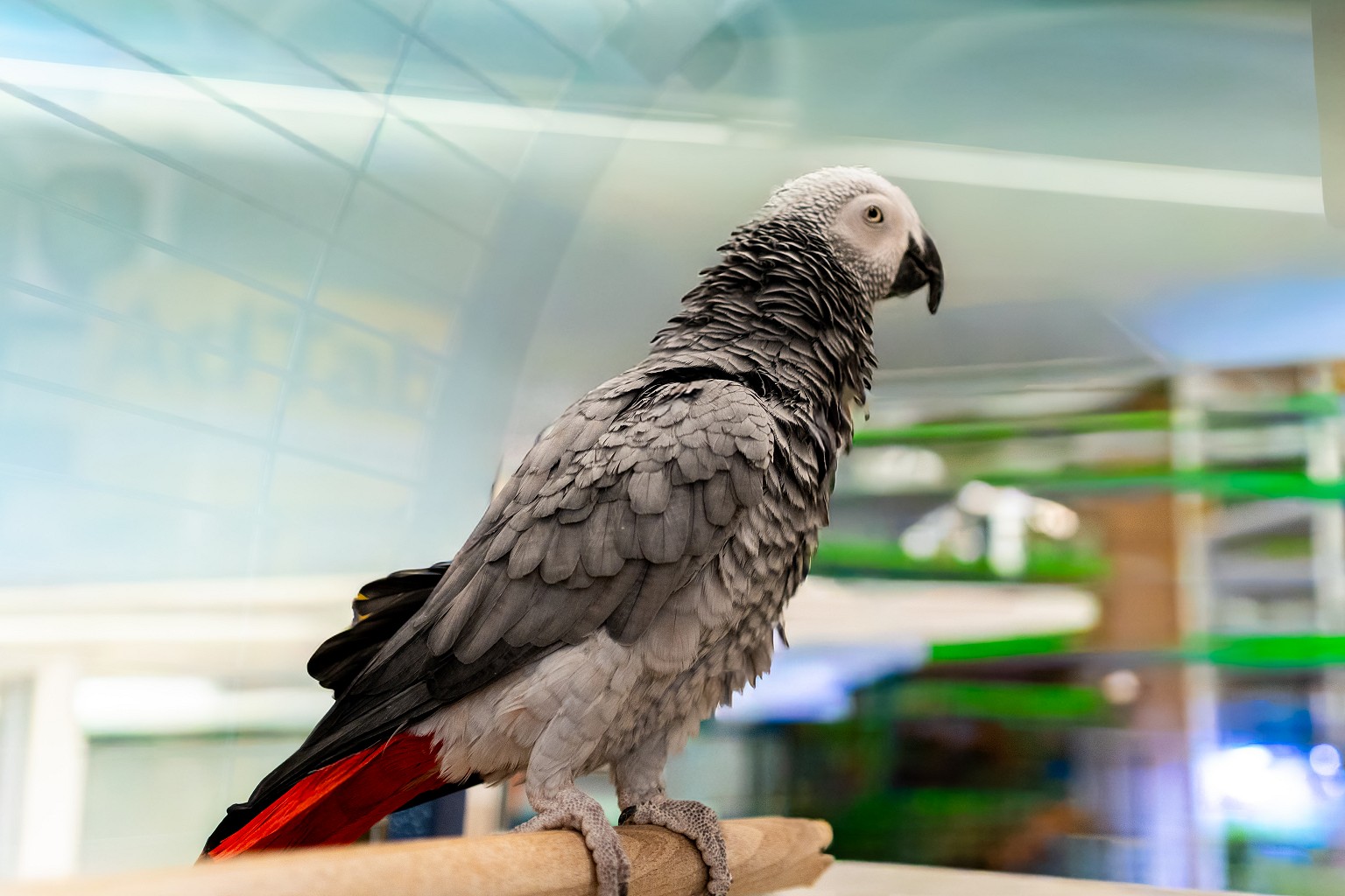 Altri animali